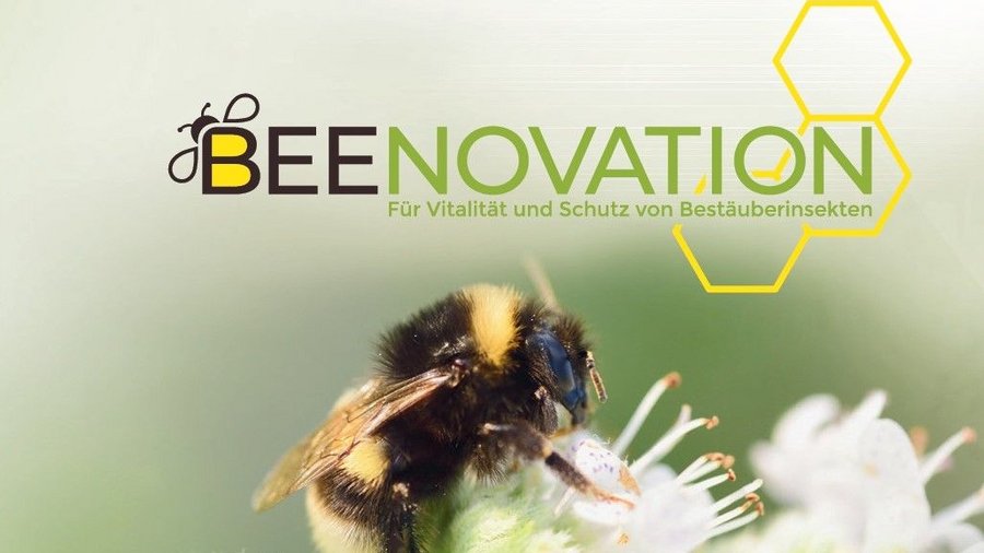 Hummel auf Blüte mit Logo von Beenovation