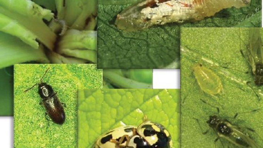 Collage verschiedener Schädlinge, die im Zuckerrübenanbau auftreten