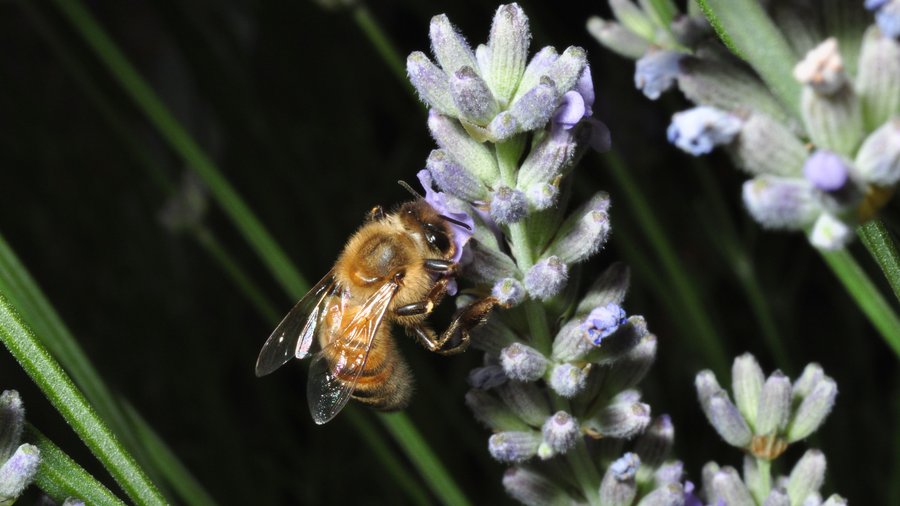 Honigbiene sitzt an der lilanen Blüte von Lavendel. Mausklick führt zur vergrößerten Ansicht