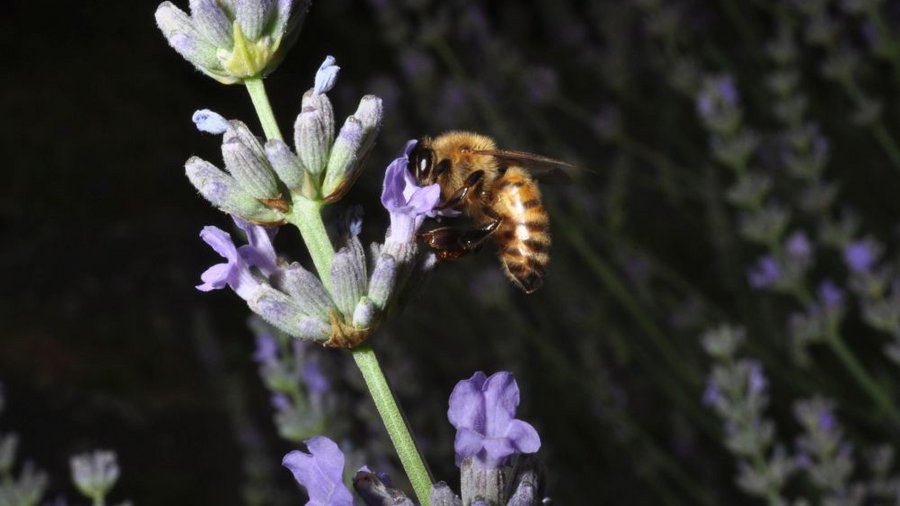 Honigbiene an lila Blüte