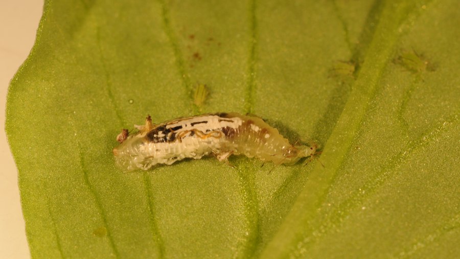 Hoverfly larve on leaf.