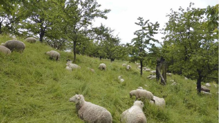 Schafe weiden auf einer Streuobstwiese