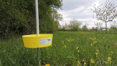 Pan trap in meadow orchard