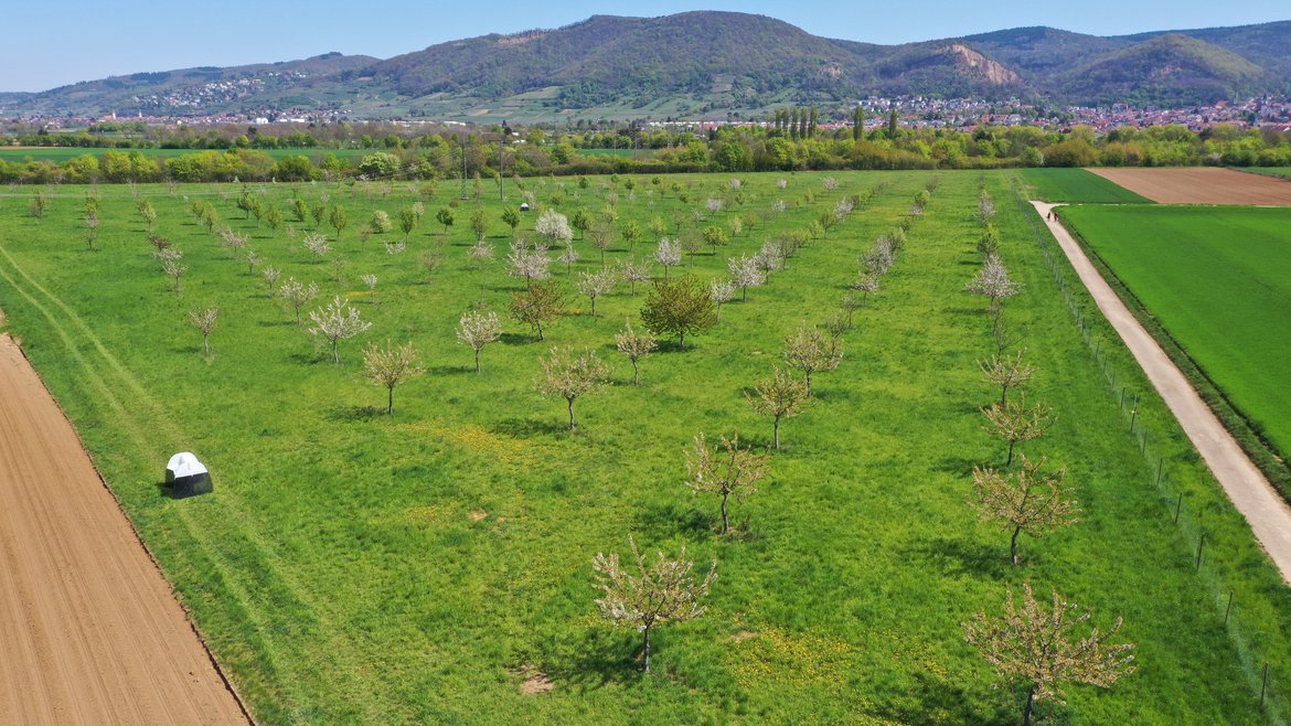 Drone picture of meadow orchard with Malais traps