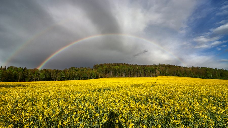 Rapsfeld mit Wald im Hintergrund und einem Regenbogen.