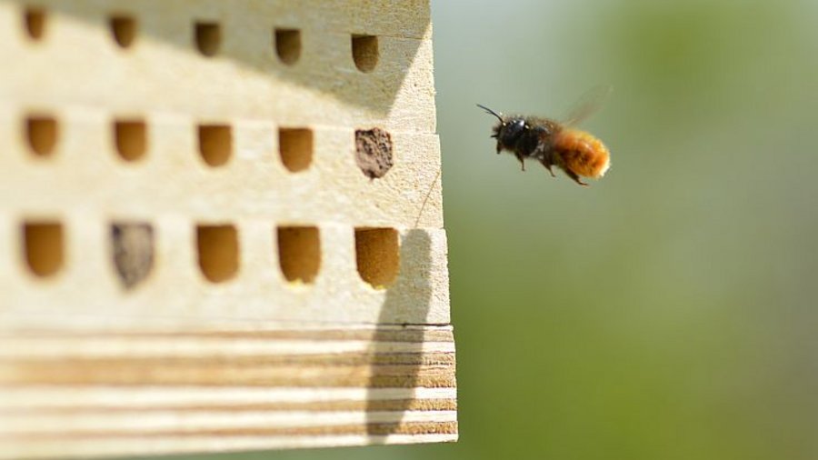 Das Weibchen einer Gehörnte Mauerbiene im Anflug auf eine Nisthilfe (Mausklick führt zur vergrößerten Ansicht)r