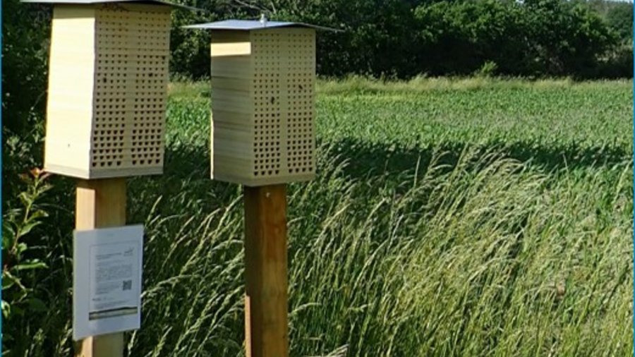 Zwei Wildbienen-Nisthilfen auf grüner Ackerwiese