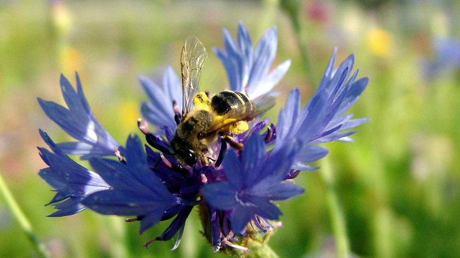 Biene sitzt auf einer Kornblume, die zu den Unkräutern zählt. Im Hintergrund ist eine grüne Agrarlandschaft zu sehen.