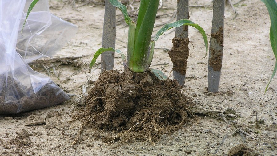 Bodenprobeentnahme bei einer herausgezogenen Maispflanze